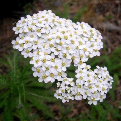 Fleur d'Achillée blanche